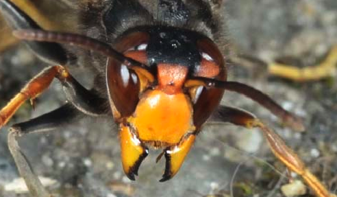 V. velutina, capo