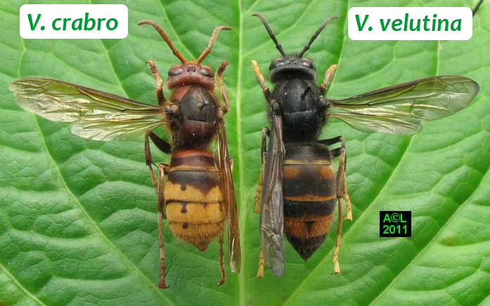 velutina-cabro velutina-cabro