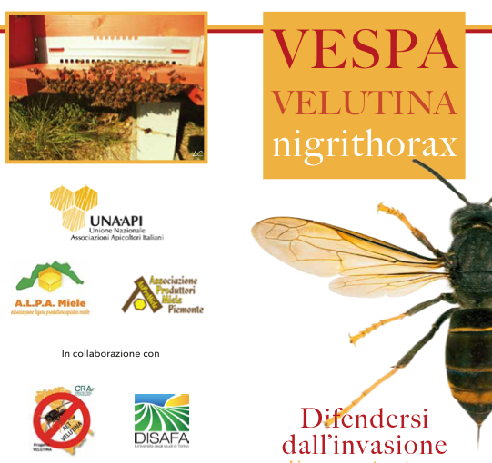 Pieghevole Vespa velutina img_pieghevole_vv