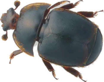 Aethina tumida
