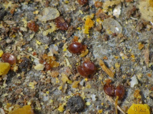 varroa