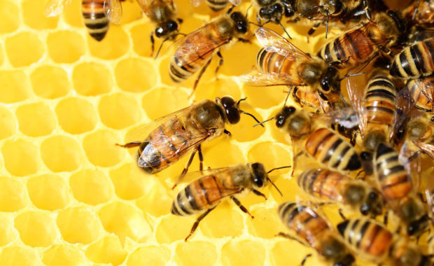 Alpa Miele Associazione Ligure Produttori Apistici Miele