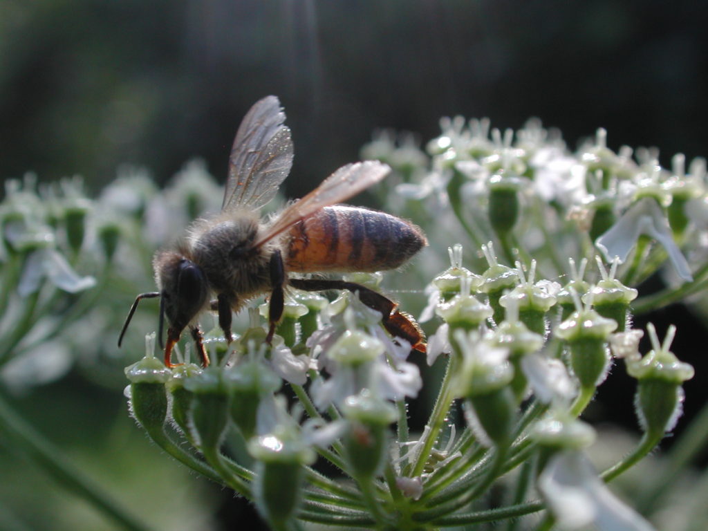 edera helix