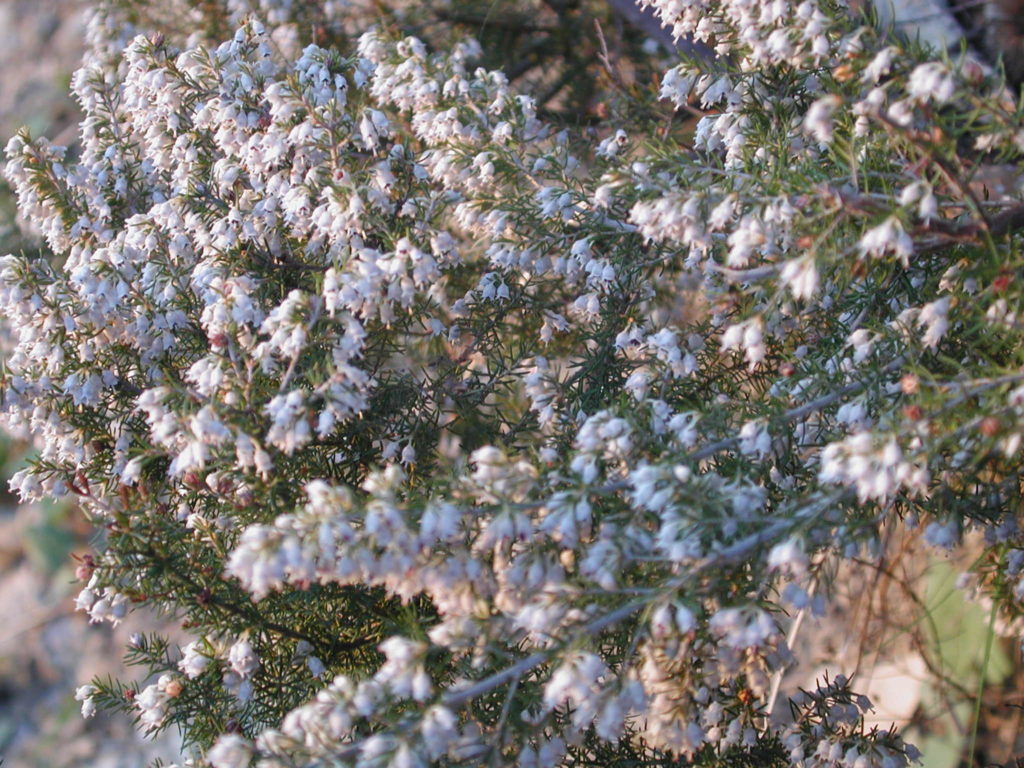 erica arborea