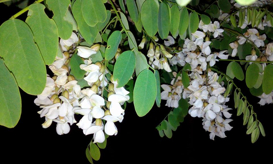 robinia pseudoacacia