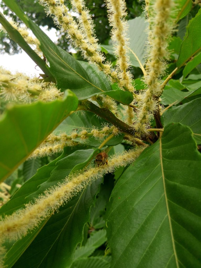 Castanea sativa